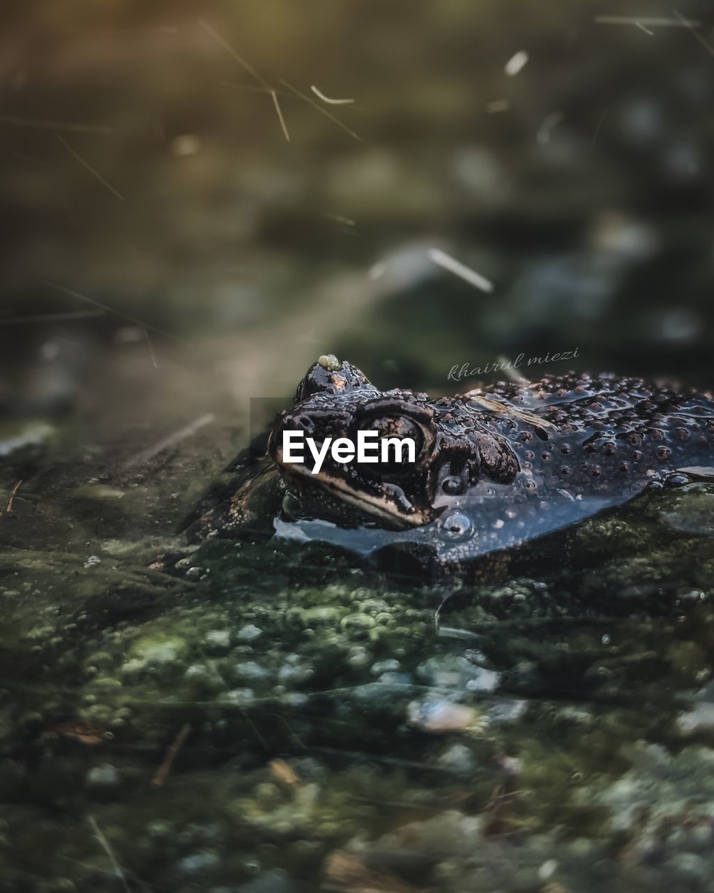 Close-up of crocodile in lake