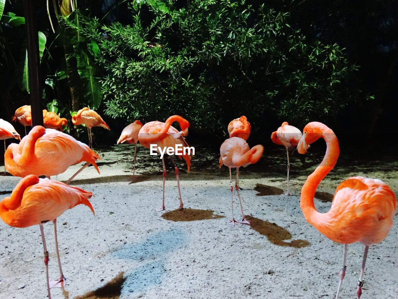 FLAMINGOS ON LAKE