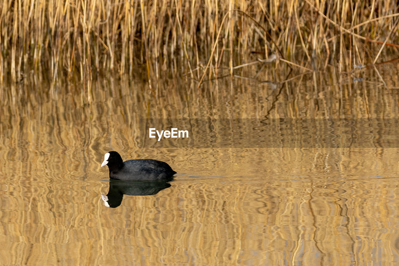 Duck swimming in a lake