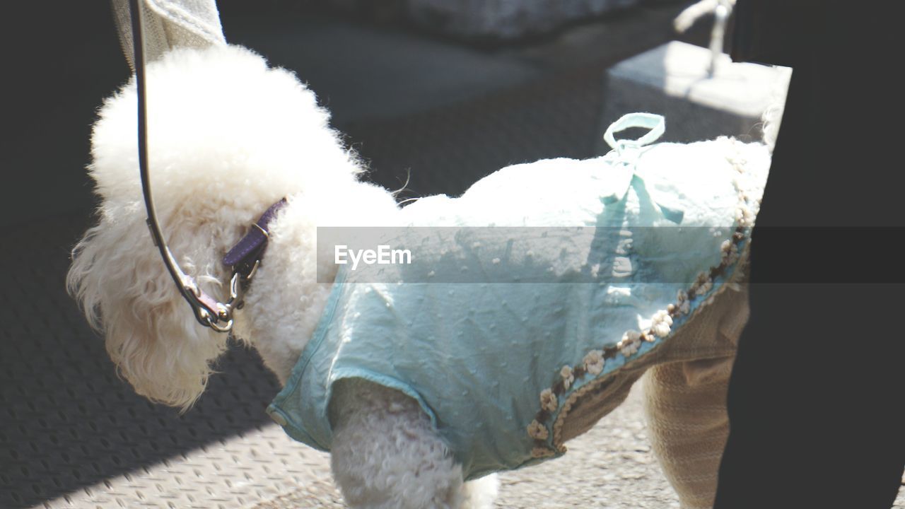 CLOSE-UP OF A DOG LOOKING AT CAMERA