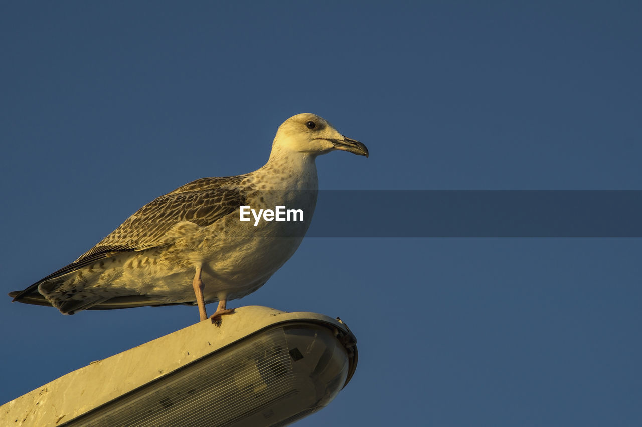 LOW ANGLE VIEW OF SEAGULL PERCHING ON ROOF AGAINST CLEAR BLUE SKY