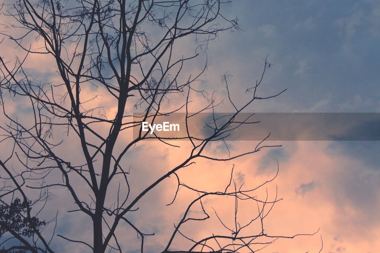 Bare tree against sky during sunset