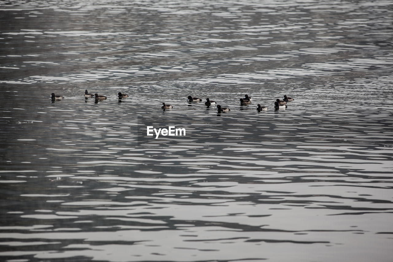 Ducks swimming on lake