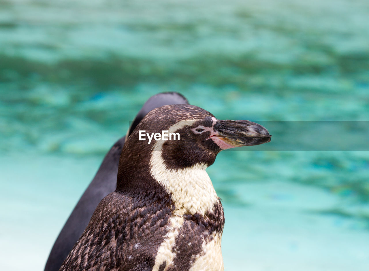 CLOSE-UP OF BIRD LOOKING AWAY