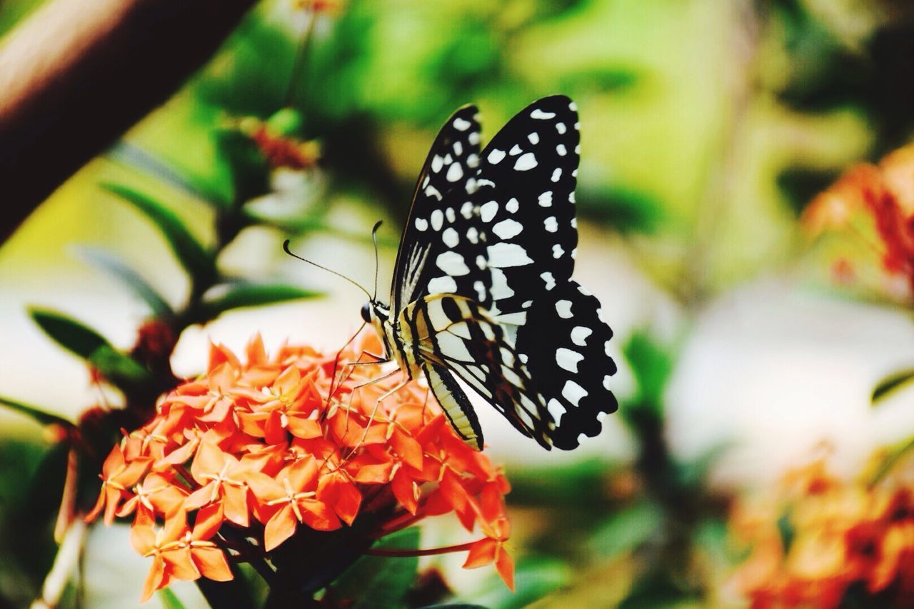 CLOSE-UP OF BUTTERFLY POLLINATING ON PLANT