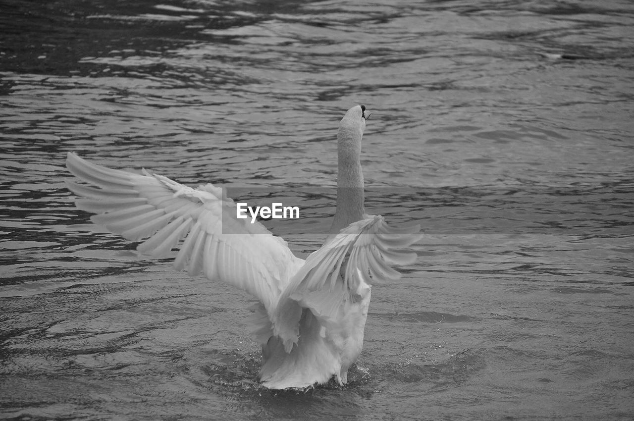 Seagull flying over sea