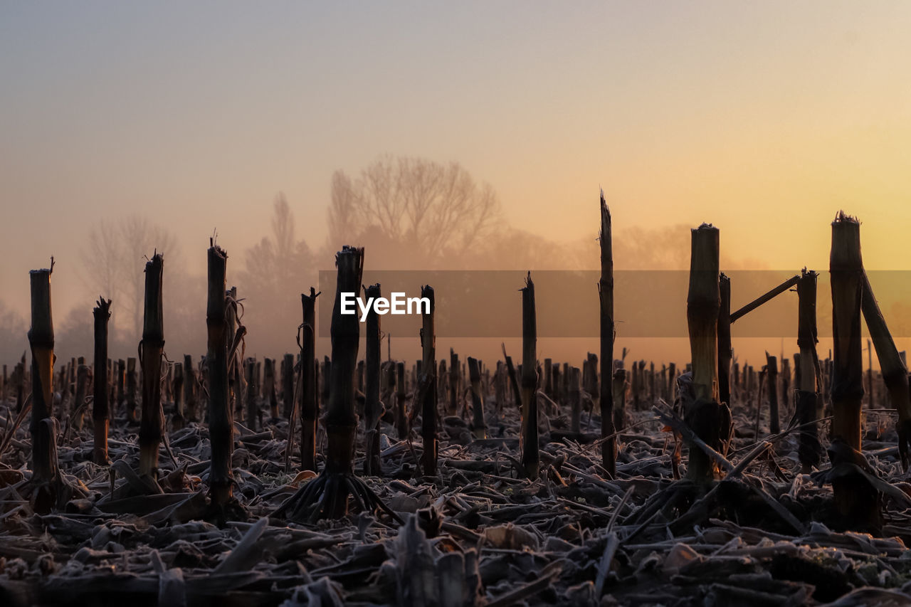 Panoramic view of broken trees on field against sky