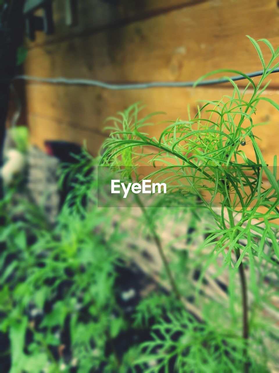 CLOSE-UP OF FRESH GREEN PLANTS