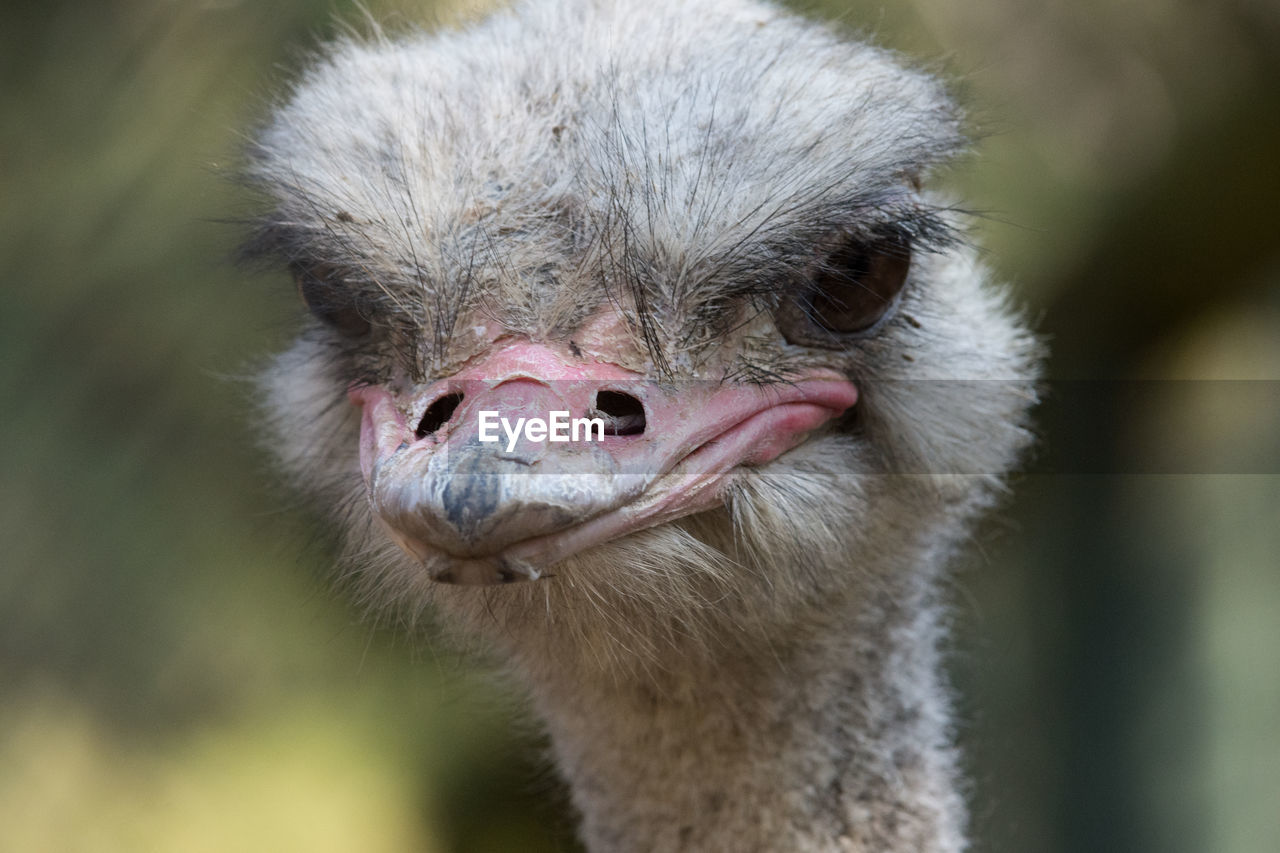 CLOSE-UP PORTRAIT OF YOUNG BIRD