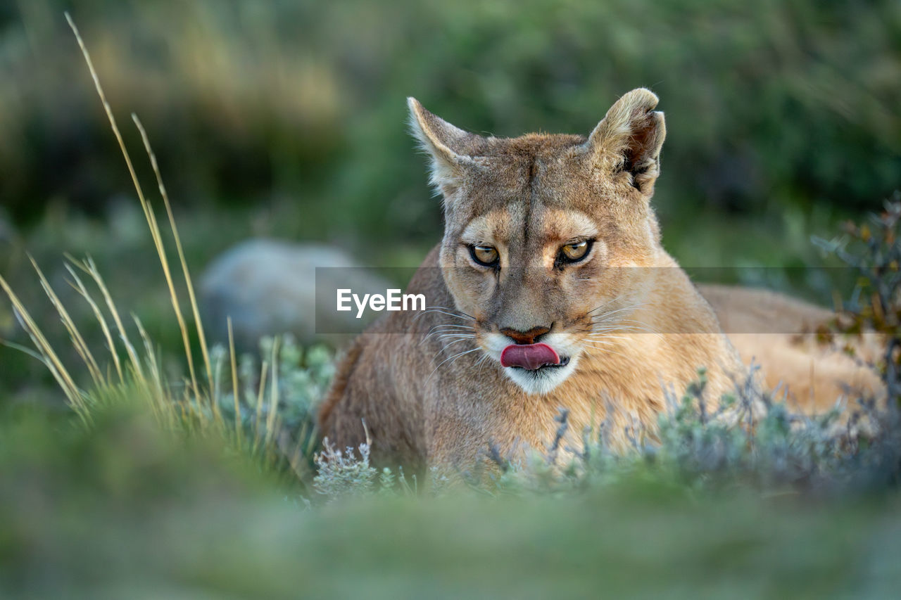 close-up of lioness on field