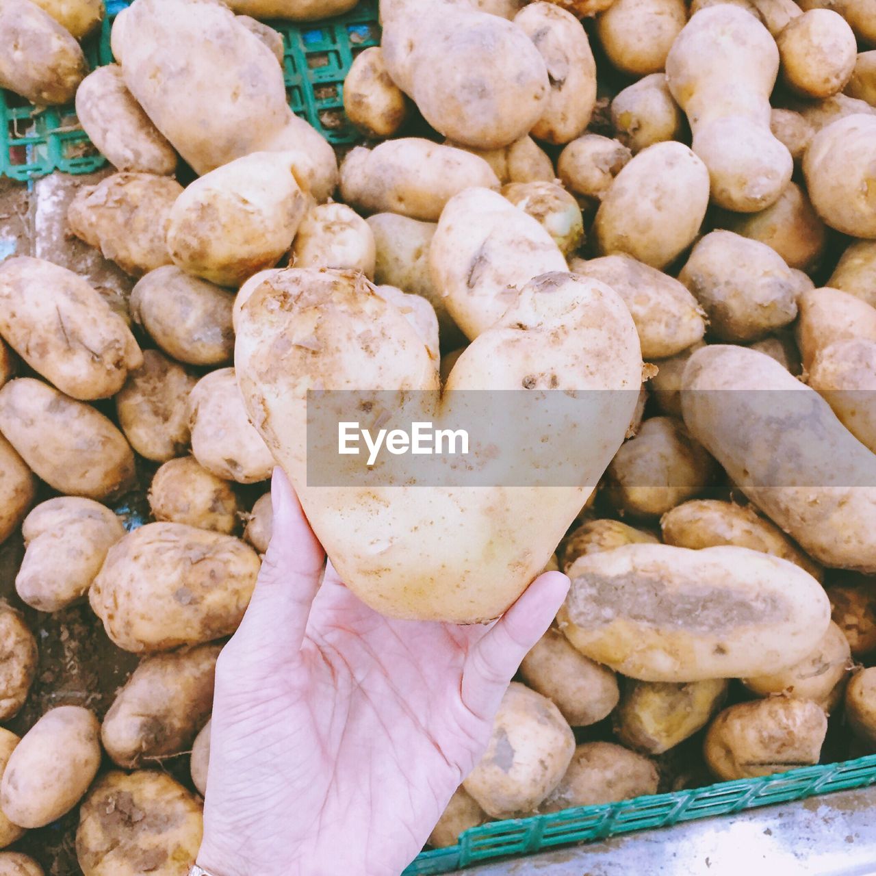 Close-up of hand holding potato at market stall