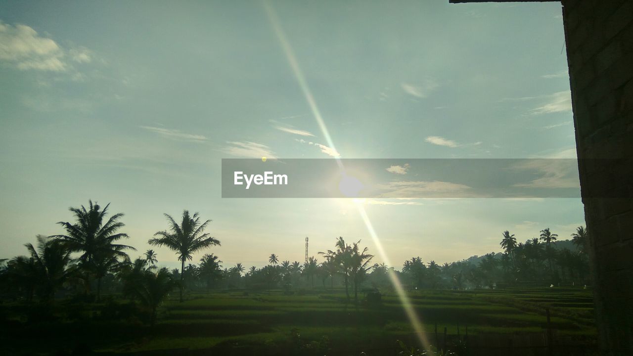 SUNLIGHT STREAMING THROUGH TREES ON LANDSCAPE AGAINST SKY