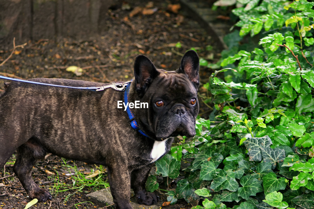 Close-up of dog standing by plants