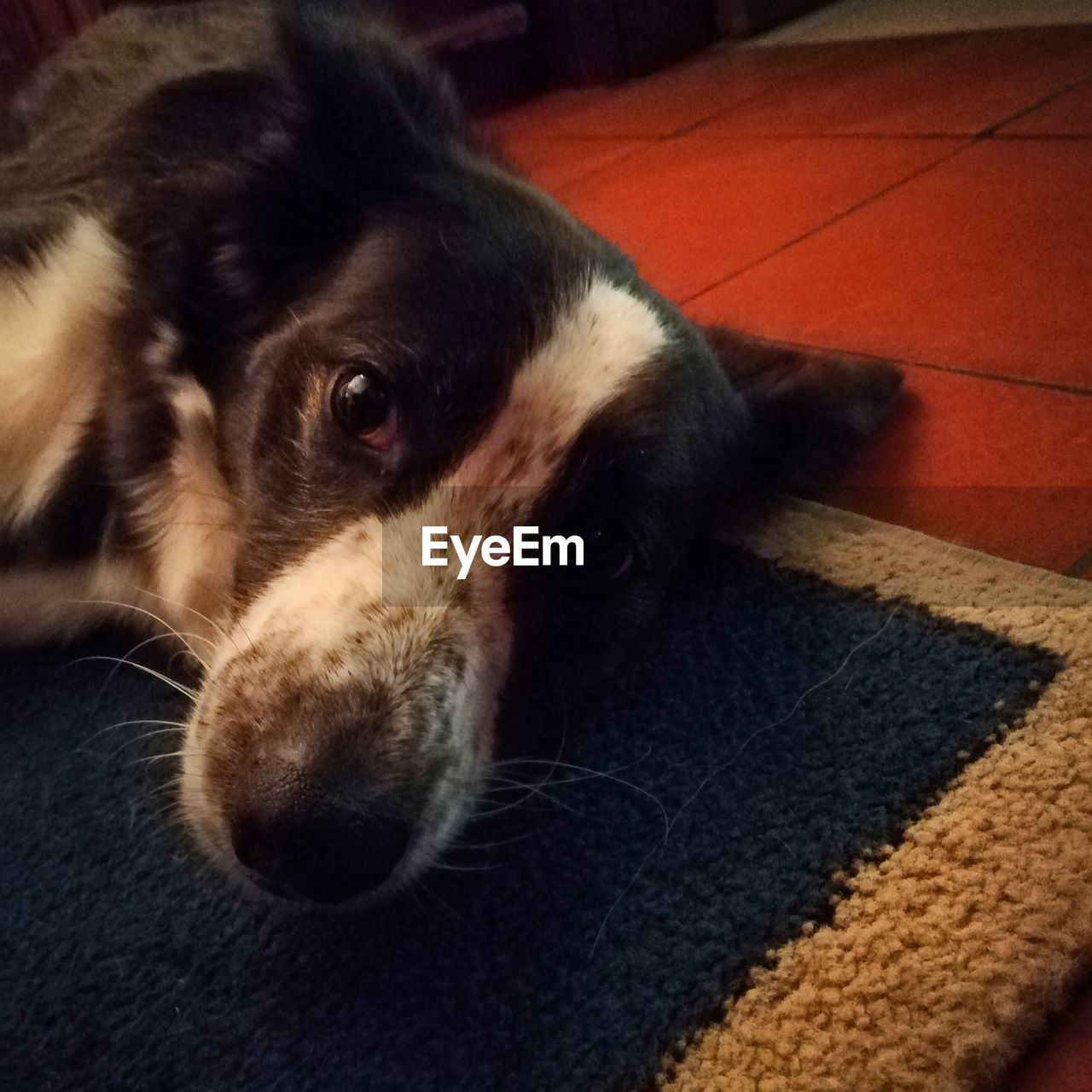 CLOSE-UP PORTRAIT OF DOG LYING ON FLOOR AT HOME