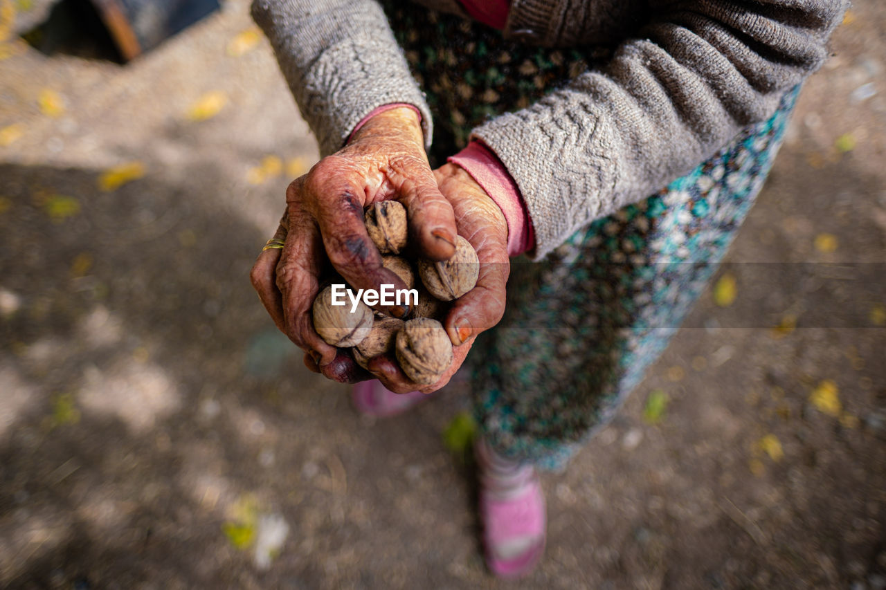 Hands of senior woman holding handful of walnuts.