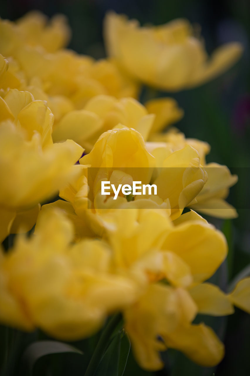 CLOSE-UP OF YELLOW ROSE FLOWER