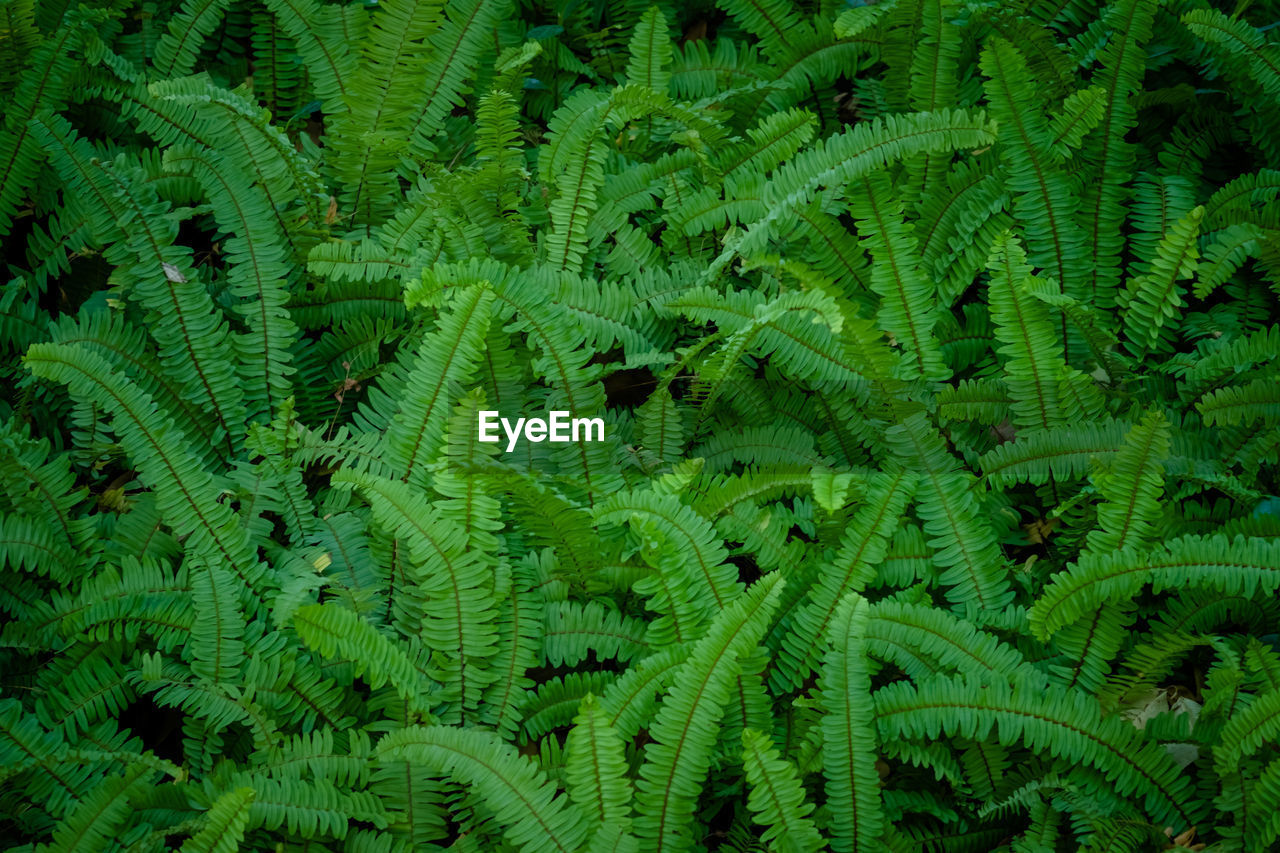 CLOSE-UP OF FERN