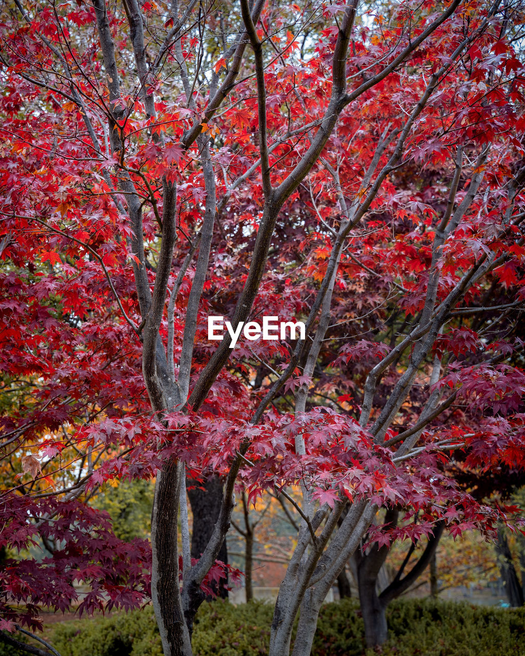 CHERRY BLOSSOMS IN PARK