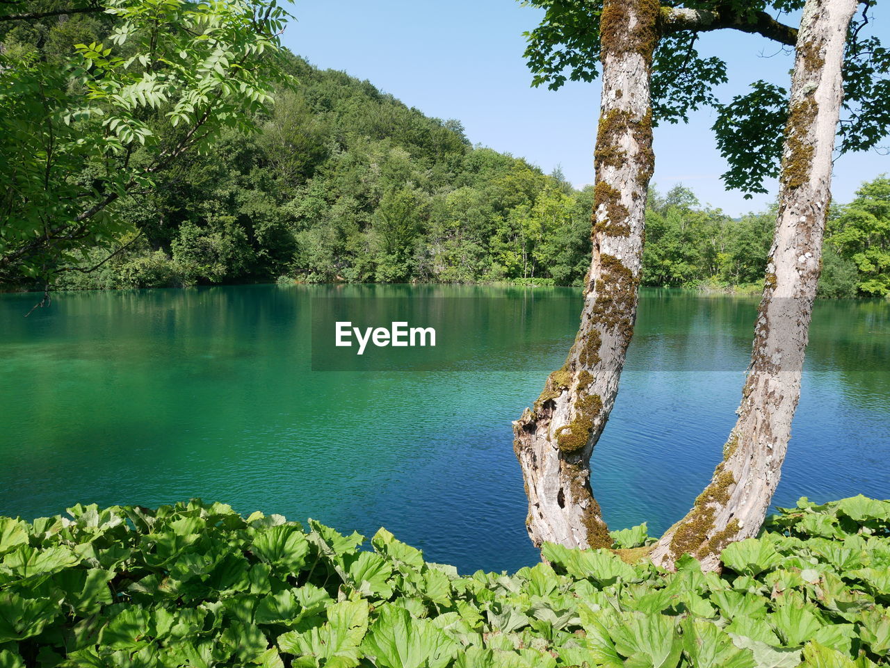 Scenic view of lake against trees