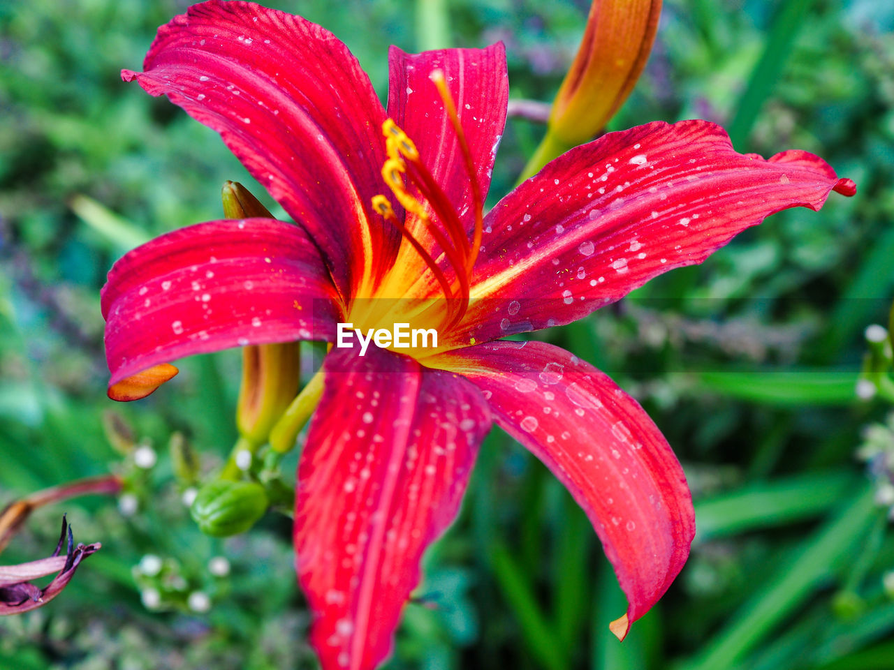 Close-up of wet red lily blooming outdoors