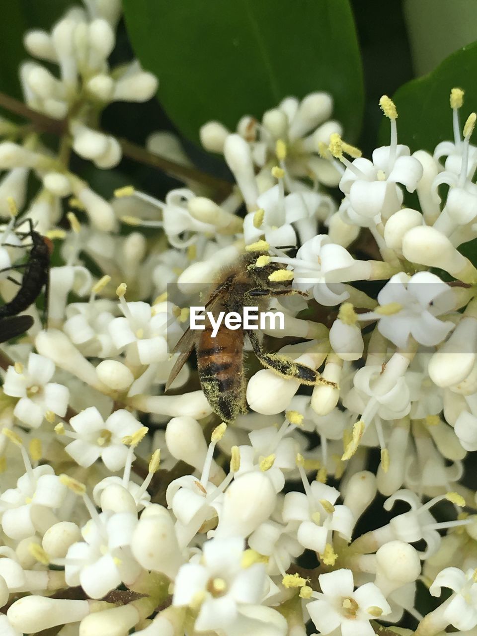 CLOSE-UP OF INSECT ON PLANT