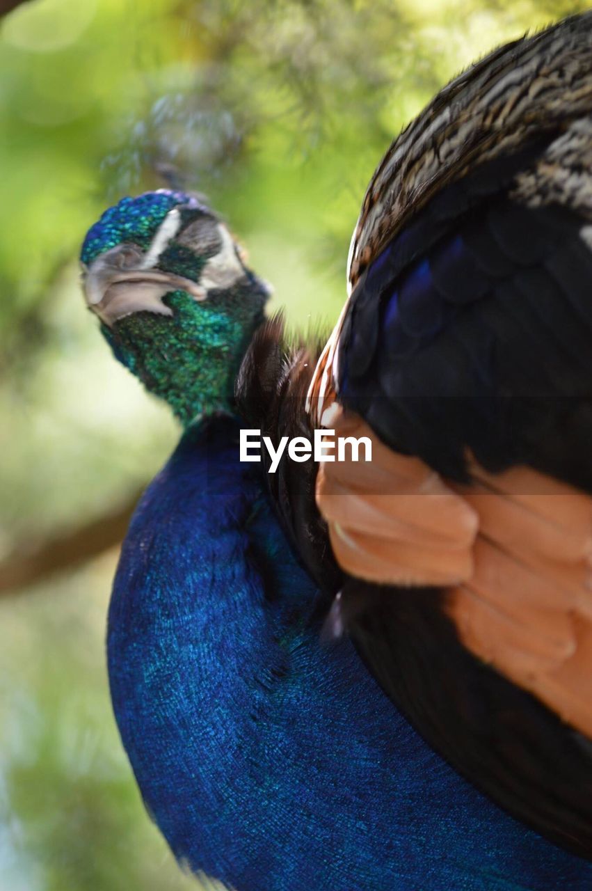 Close-up of peacock