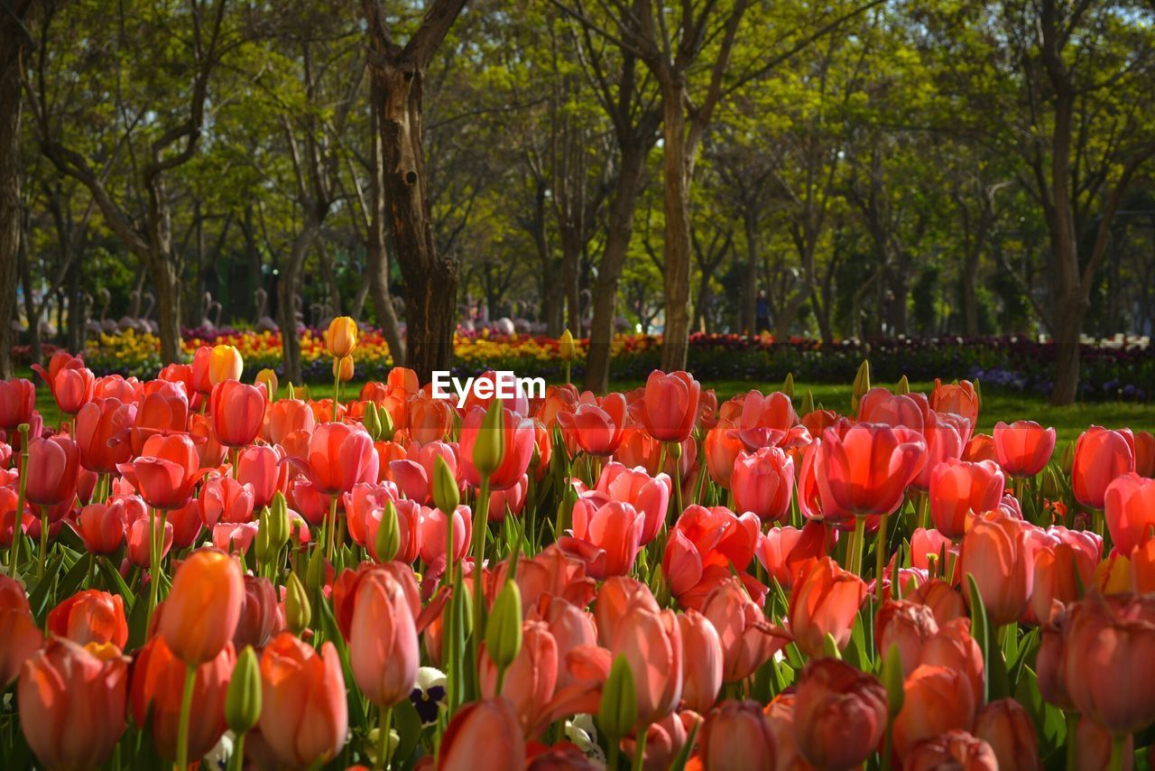 Tulips in park