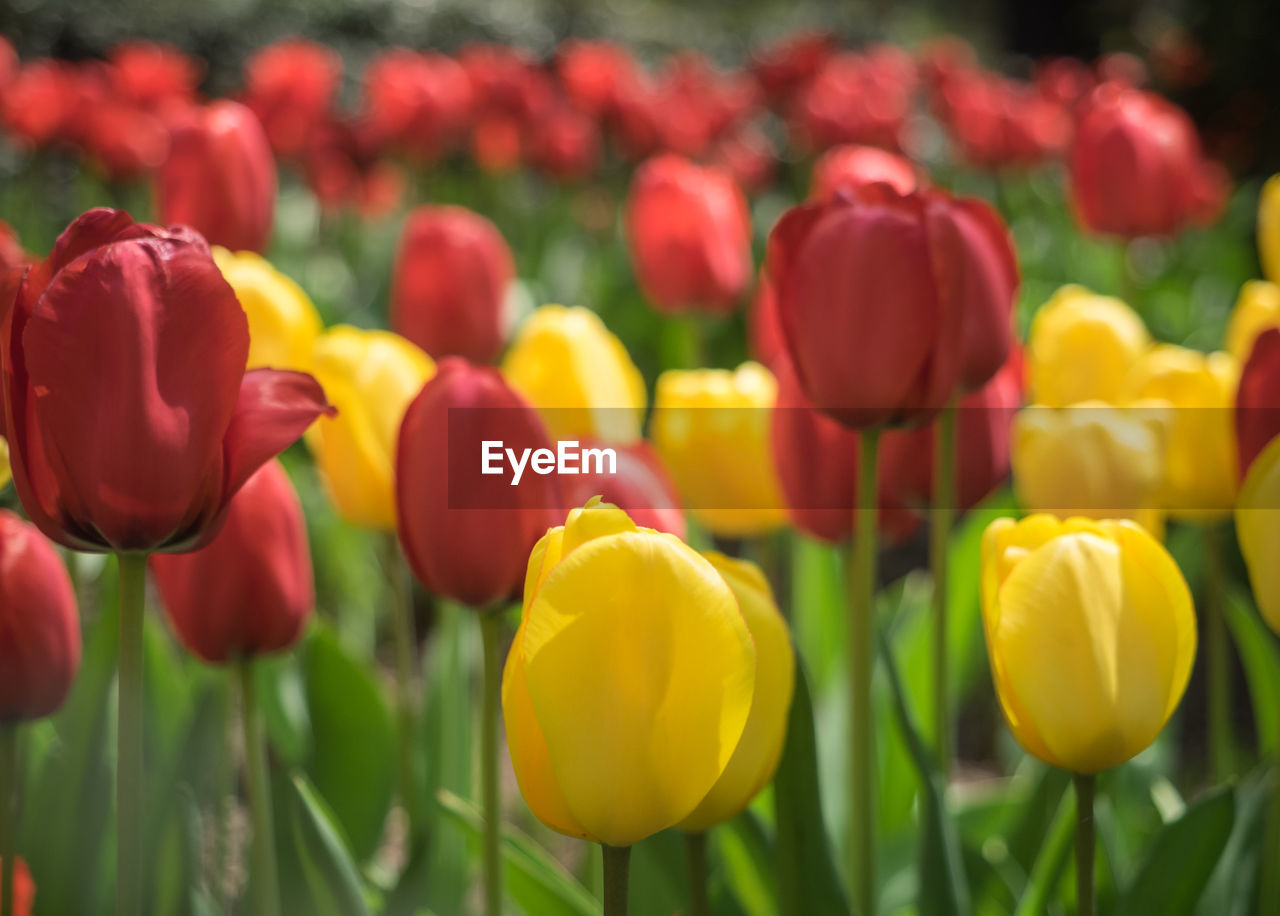 Close-up of tulip flowers in field