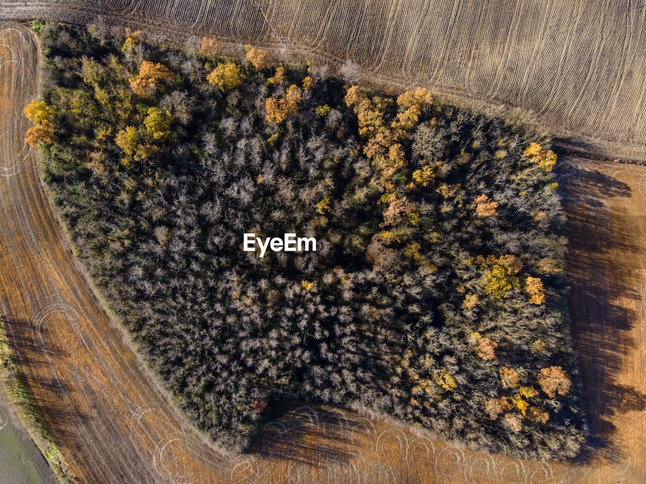 HIGH ANGLE VIEW OF VEGETABLES ON WOODEN TABLE