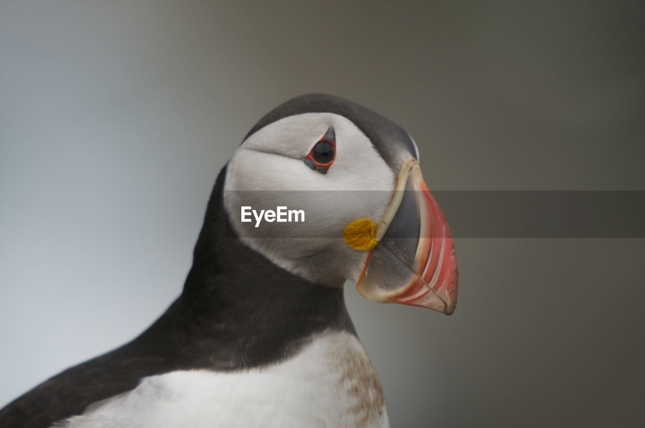 CLOSE-UP OF A BIRD