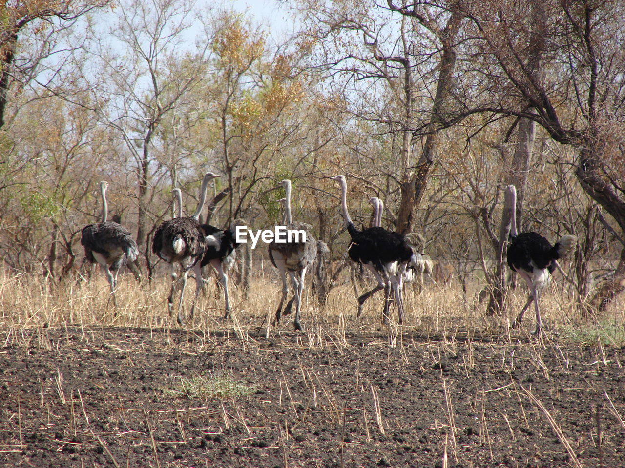 VIEW OF BIRDS ON FIELD