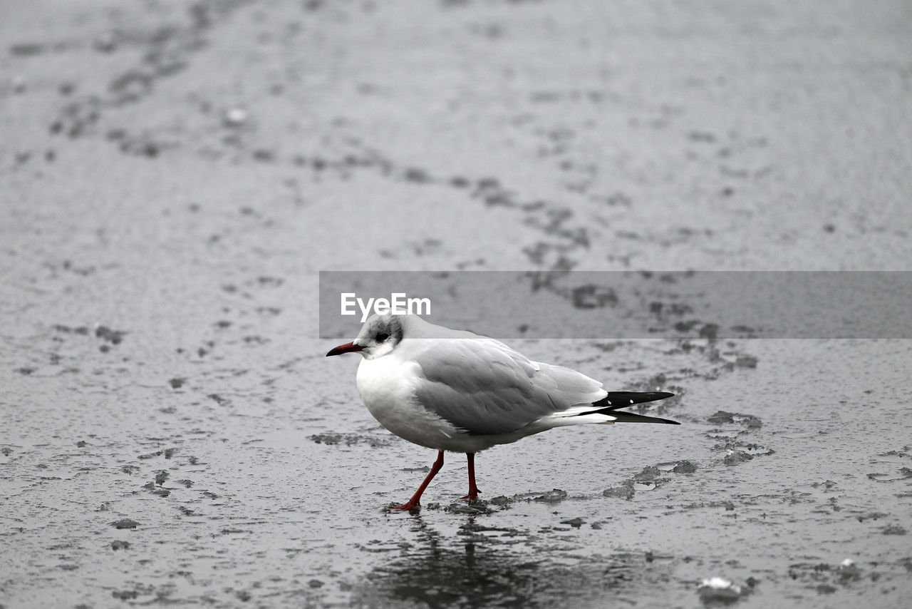animal themes, animal, bird, animal wildlife, wildlife, one animal, gull, water, beak, beach, no people, nature, land, seabird, day, sand, full length, seagull, sea, outdoors, side view, focus on foreground