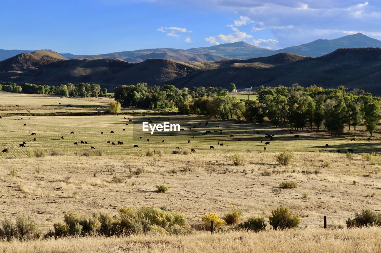 Aerial view of cattle grazing on land