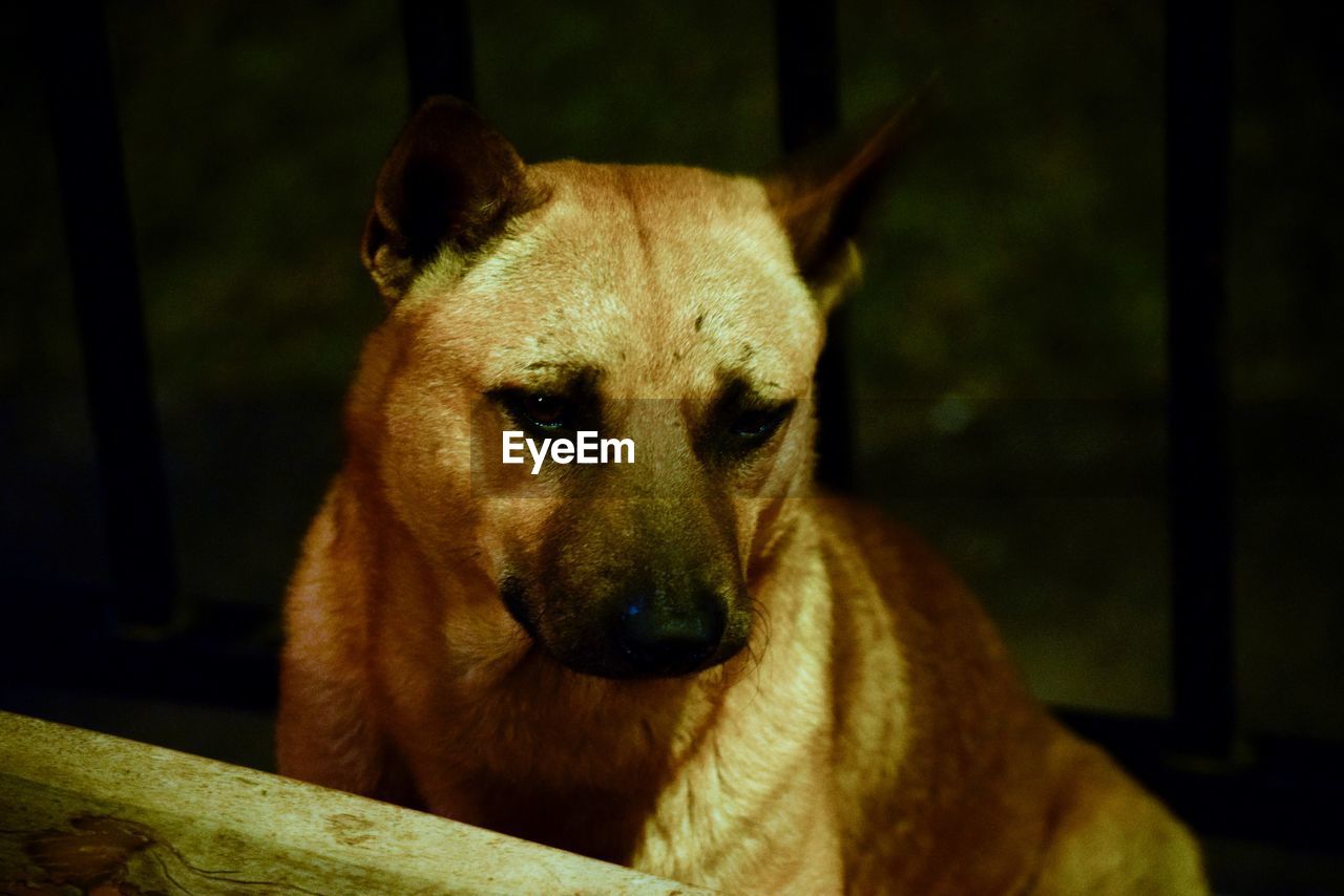 CLOSE-UP PORTRAIT OF DOG LOOKING AWAY