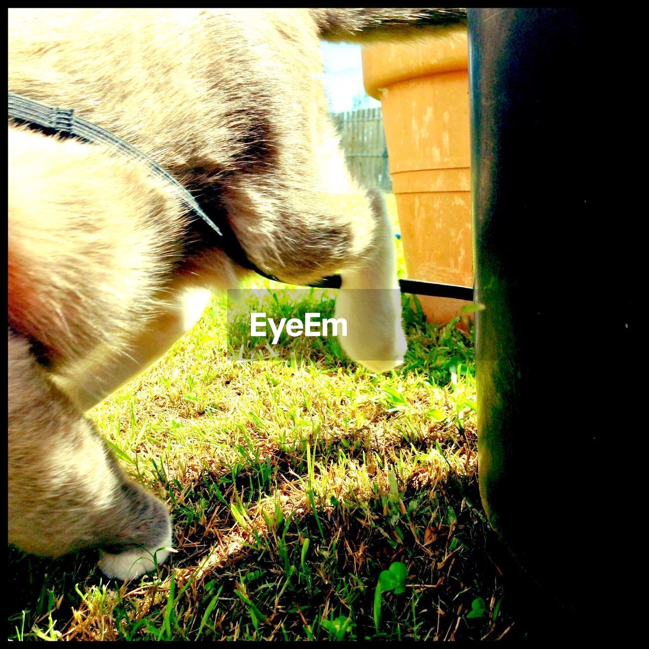 REAR VIEW OF DOG LOOKING AWAY