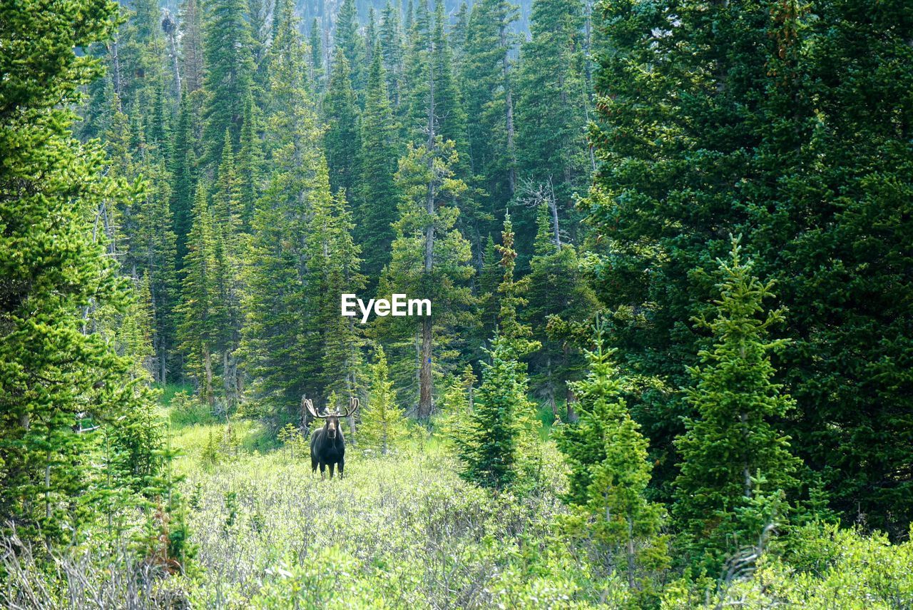 REAR VIEW OF PEOPLE WALKING ON FOREST