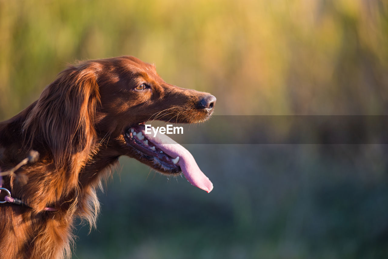 Side view of cocker spaniel sticking out tongue