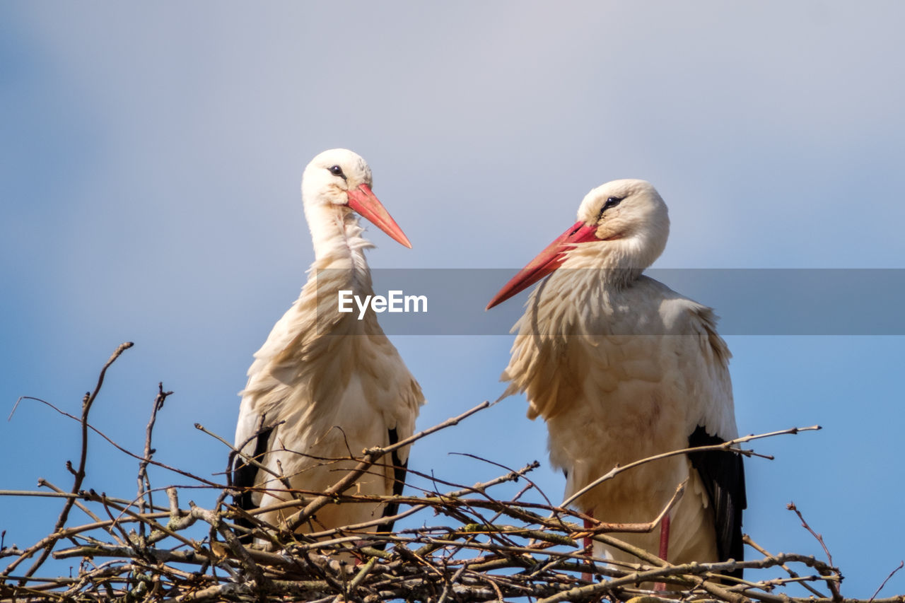 Low angle view of birds perching on nest against sky