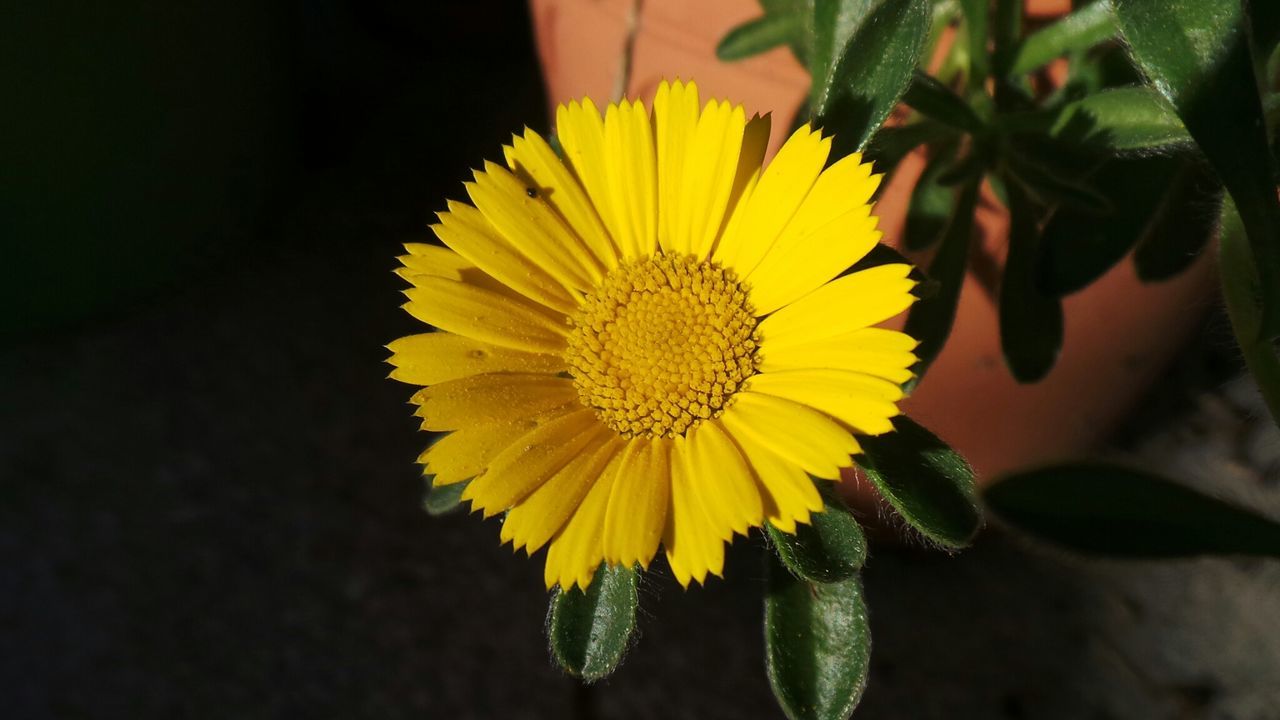 Close-up of yellow flower blooming