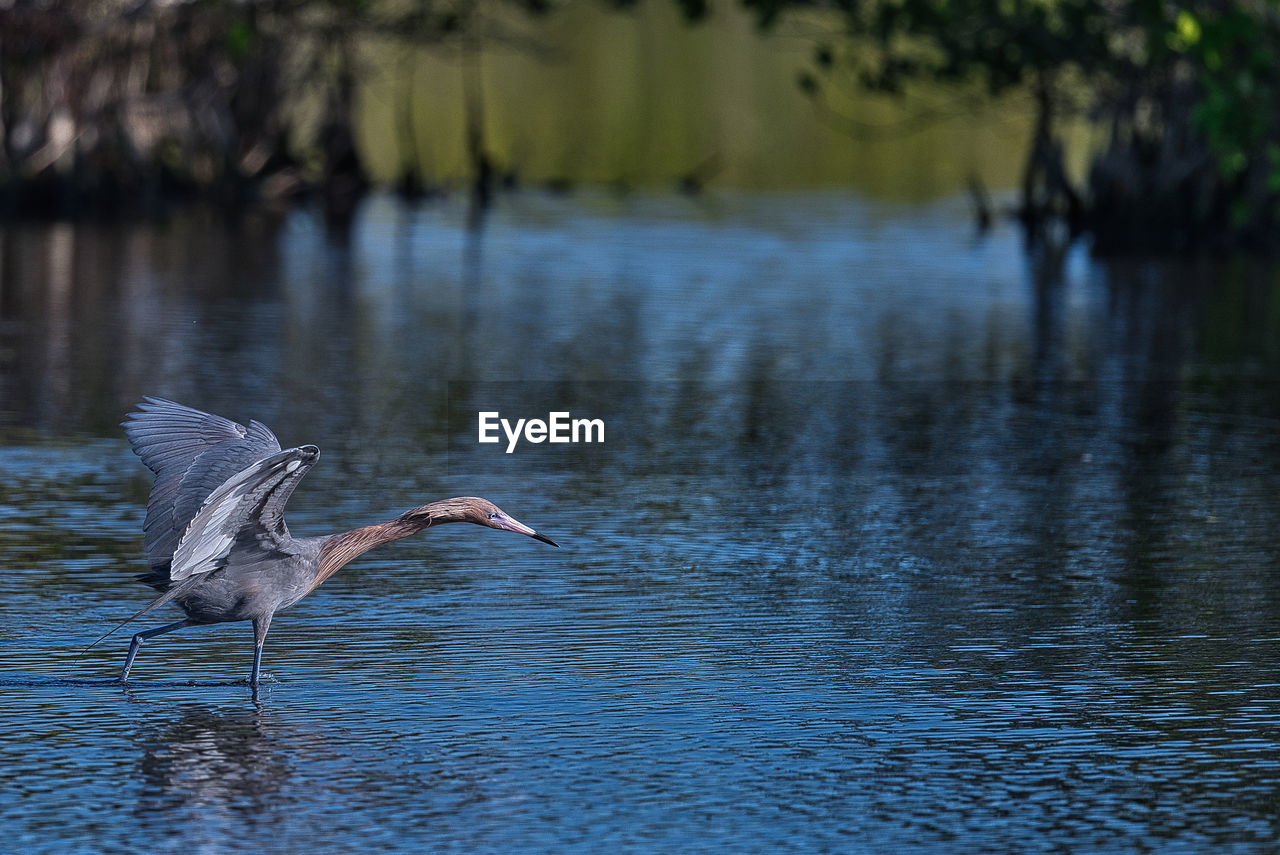 Bird in lake