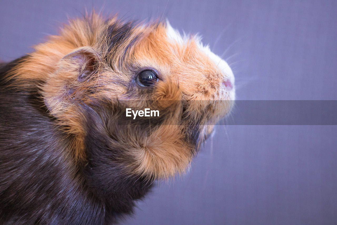 one animal, animal, animal themes, mammal, close-up, pet, domestic animals, animal body part, whiskers, studio shot, cute, animal head, dog, canine, no people, portrait, nose, colored background, animal hair, carnivore, skin, rodent, lap dog, young animal, indoors, guinea pig, looking, profile view