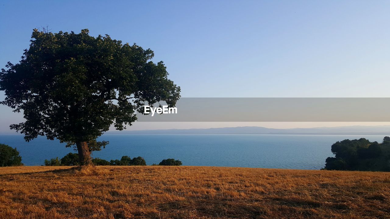 Scenic view of field against clear blue sky