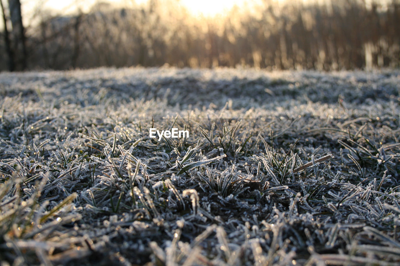 Close-up of frozen grass on land