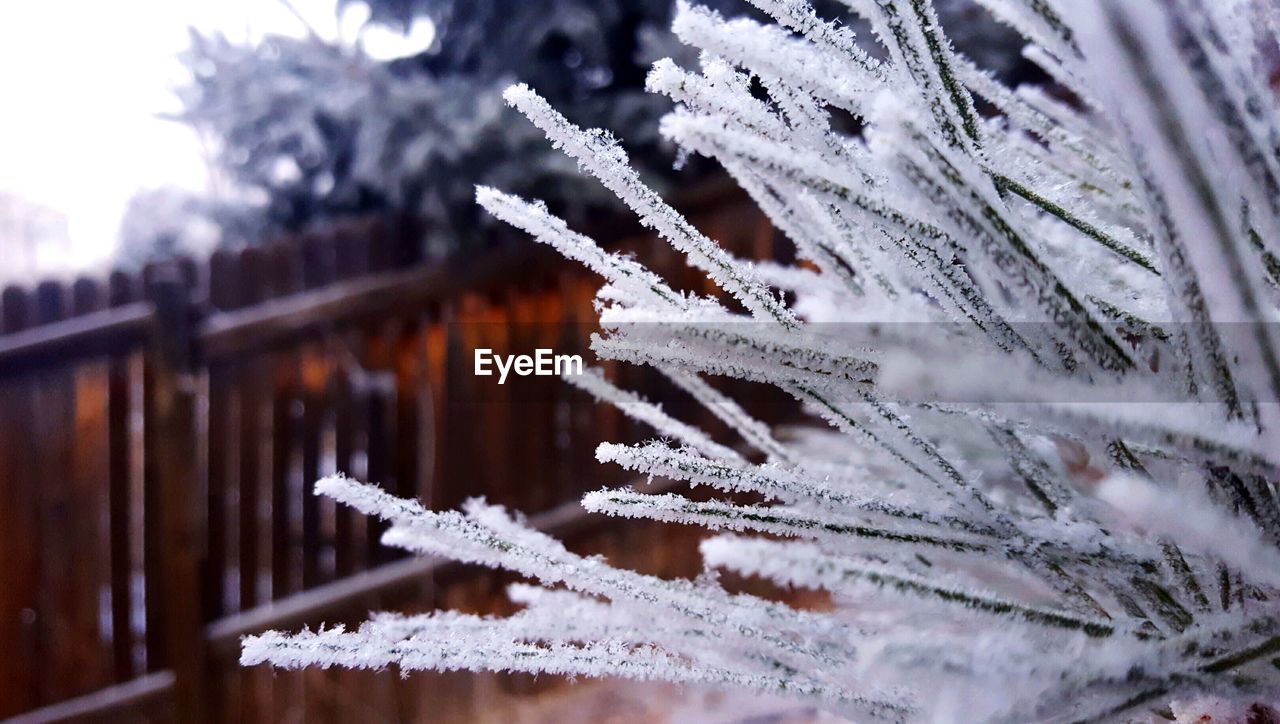 Close-up of icicles on tree