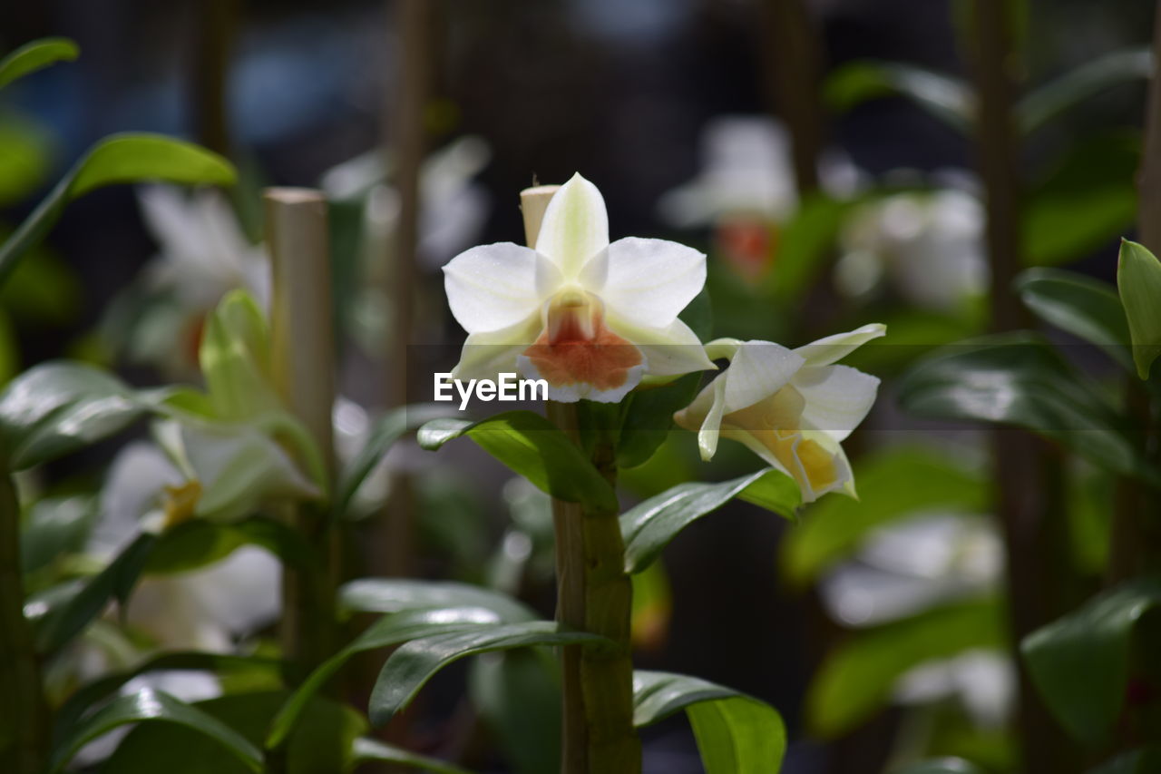 CLOSE-UP OF WHITE FLOWER
