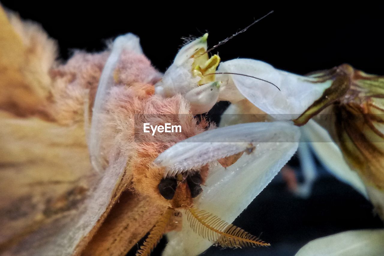 CLOSE-UP OF INSECT ON WHITE FLOWERS