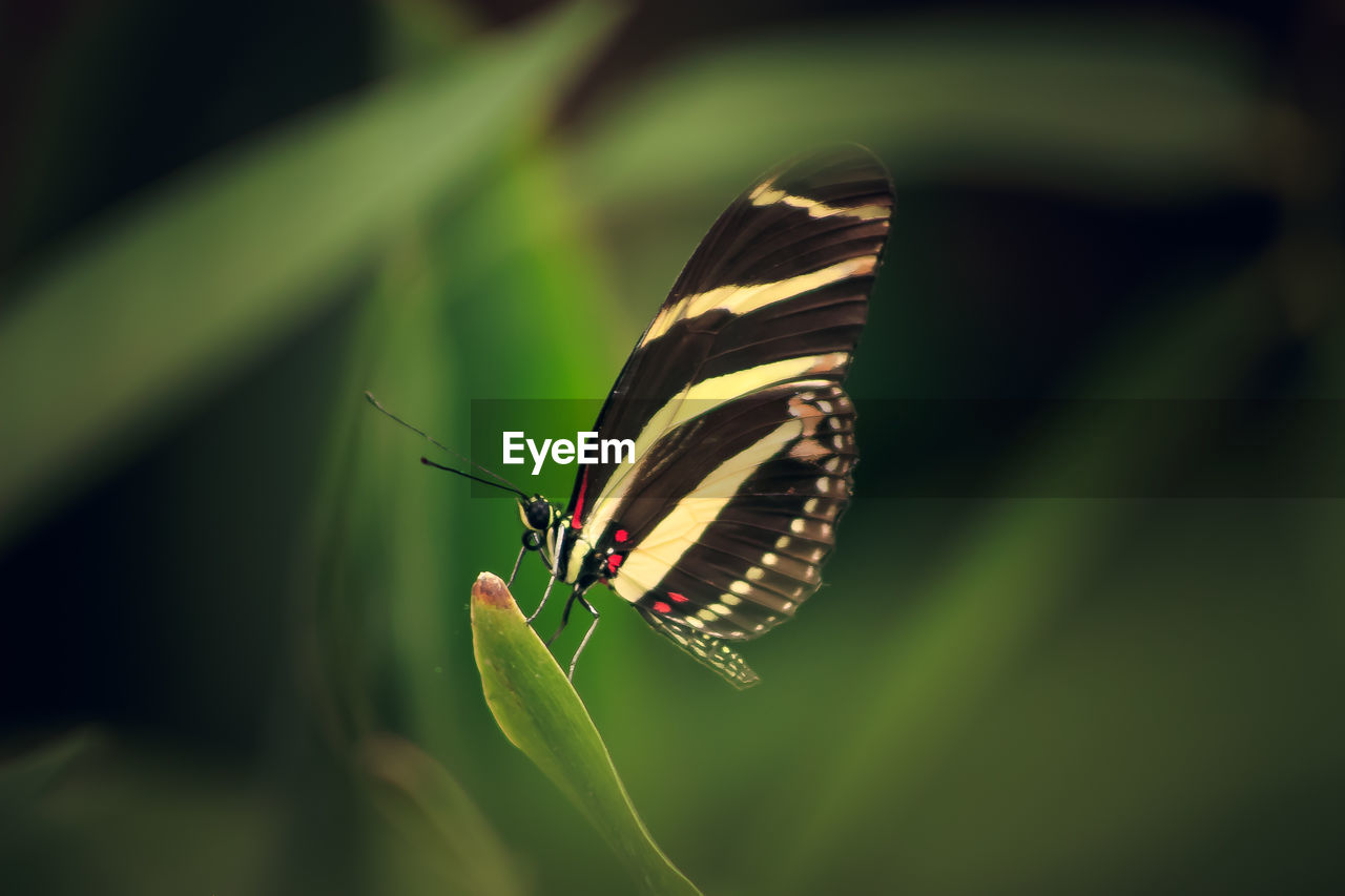 CLOSE-UP OF BUTTERFLY