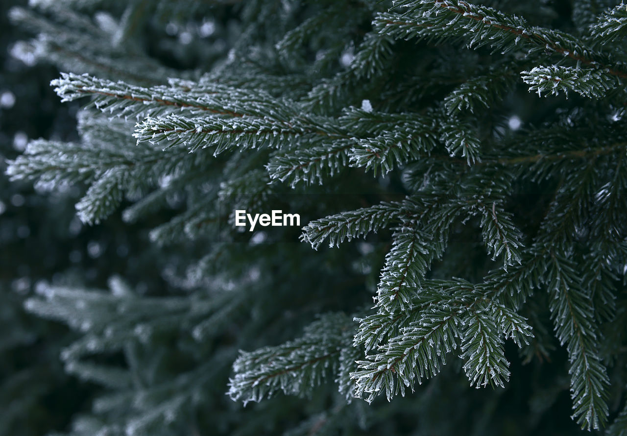 close-up of pine tree leaves