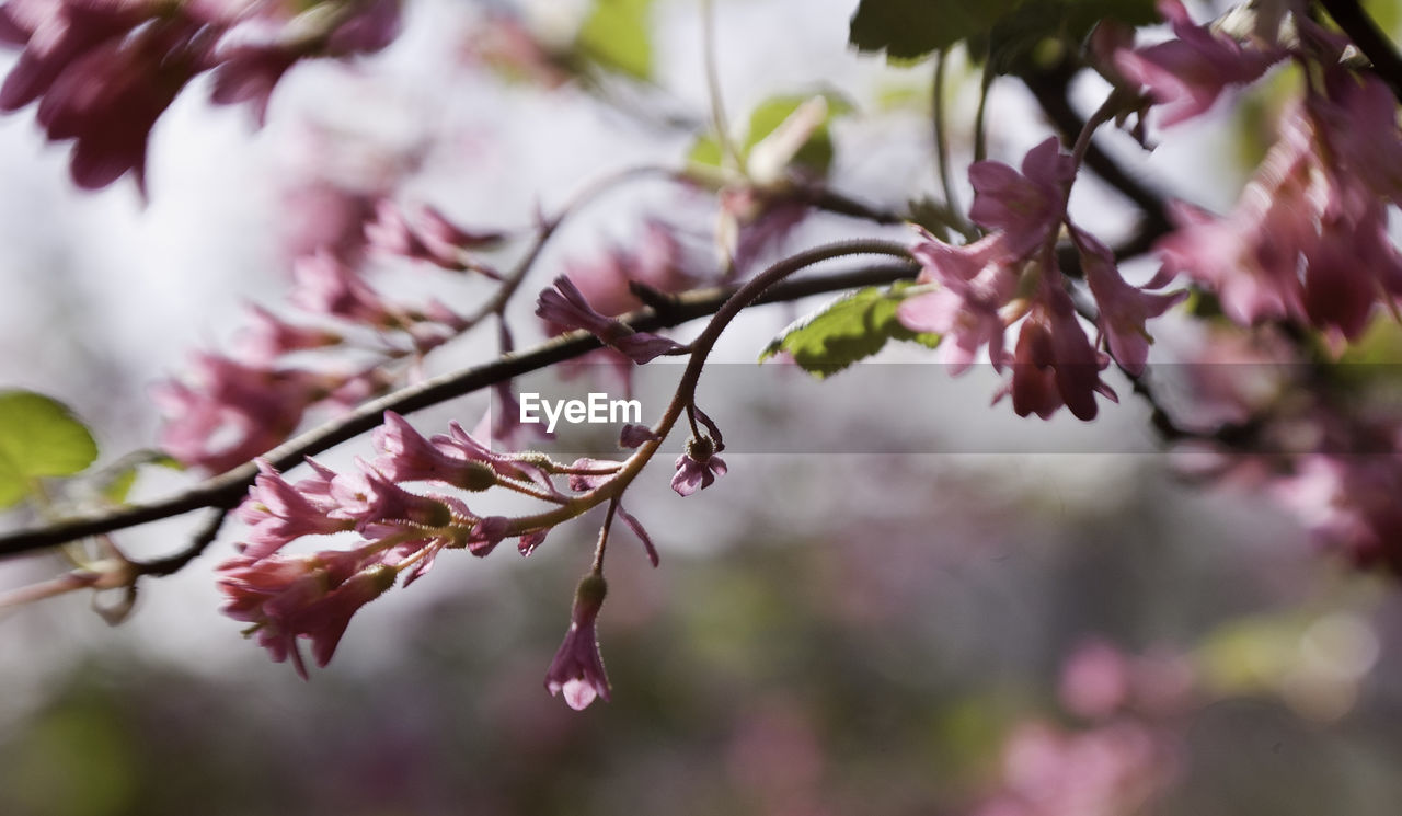 CLOSE-UP OF PINK FLOWERS ON TREE