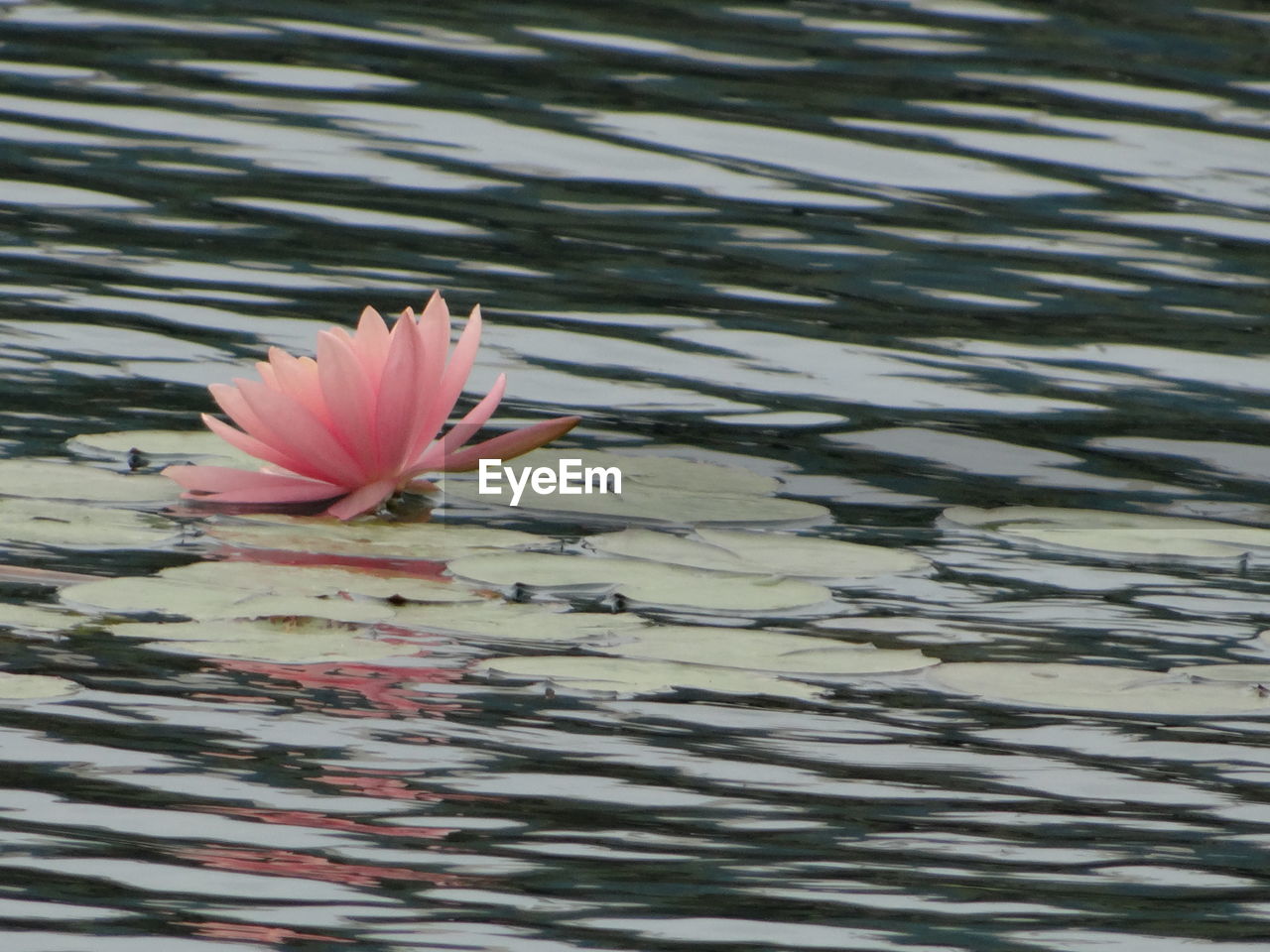 CLOSE-UP OF FLOWER FLOATING ON LAKE